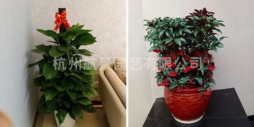 余杭區(qū)專業(yè)工廠綠化公司 花卉配置的藝術與科學